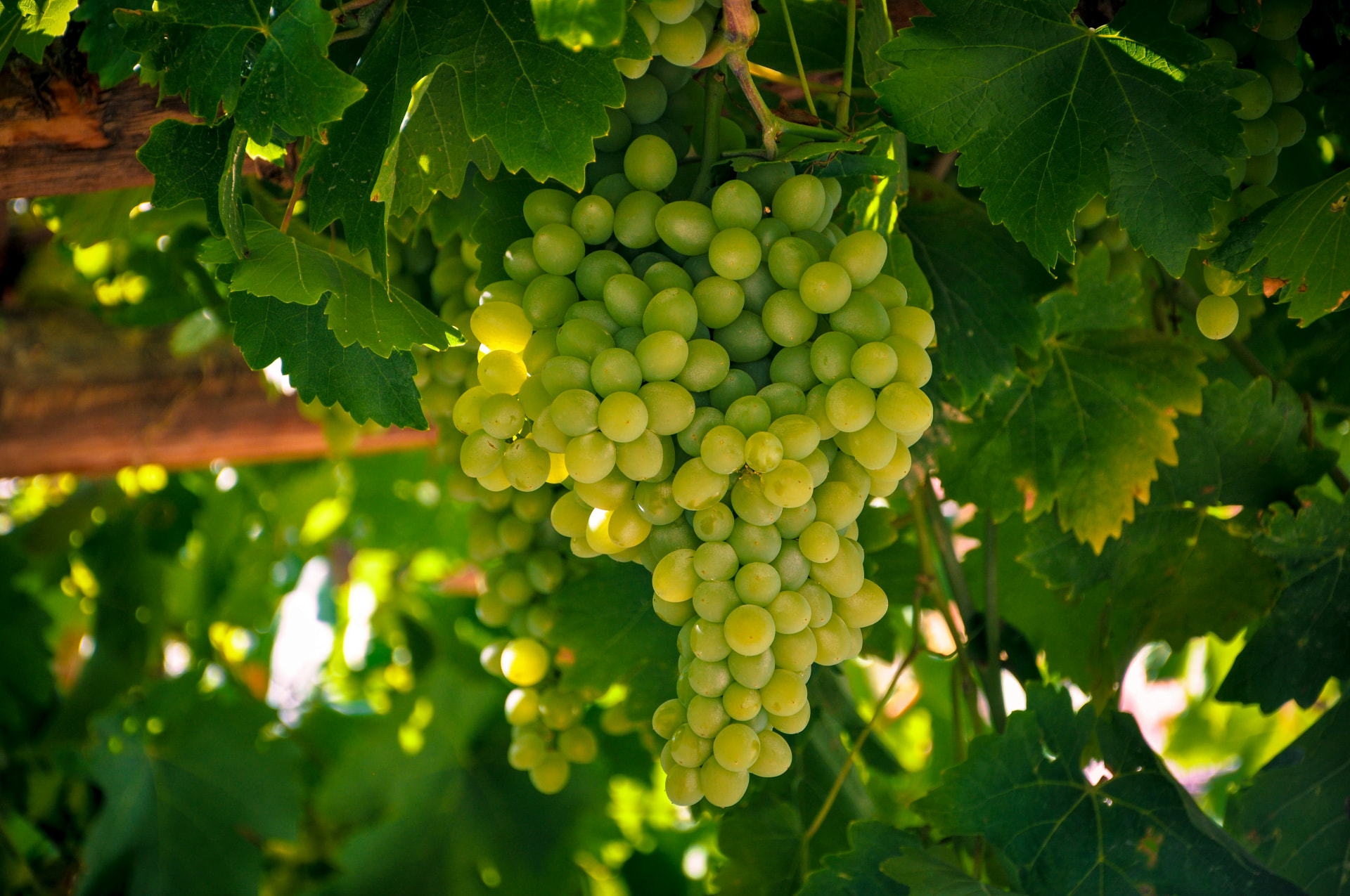 Table Grapes