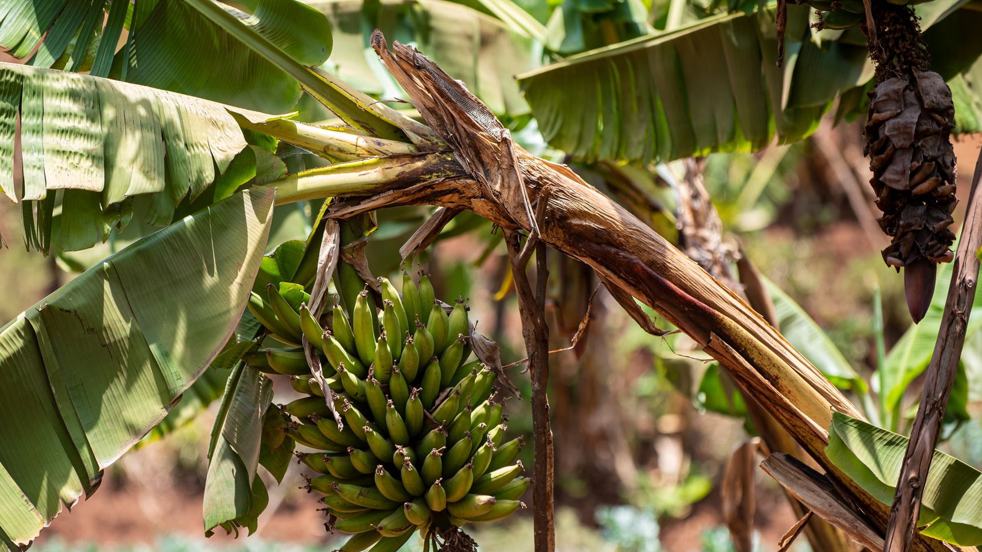 Banana plantation at Zvizegwe Farm